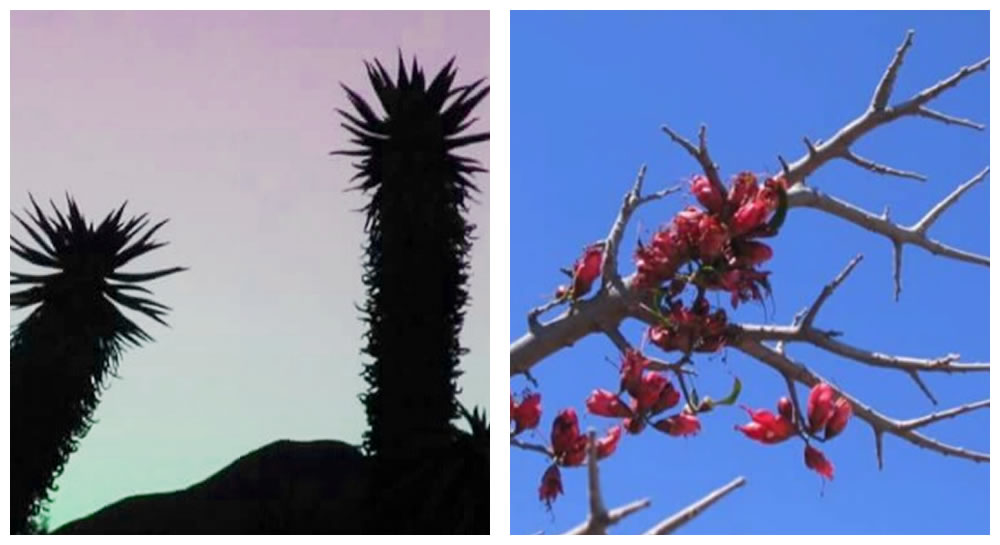 Flora in Steytlerville