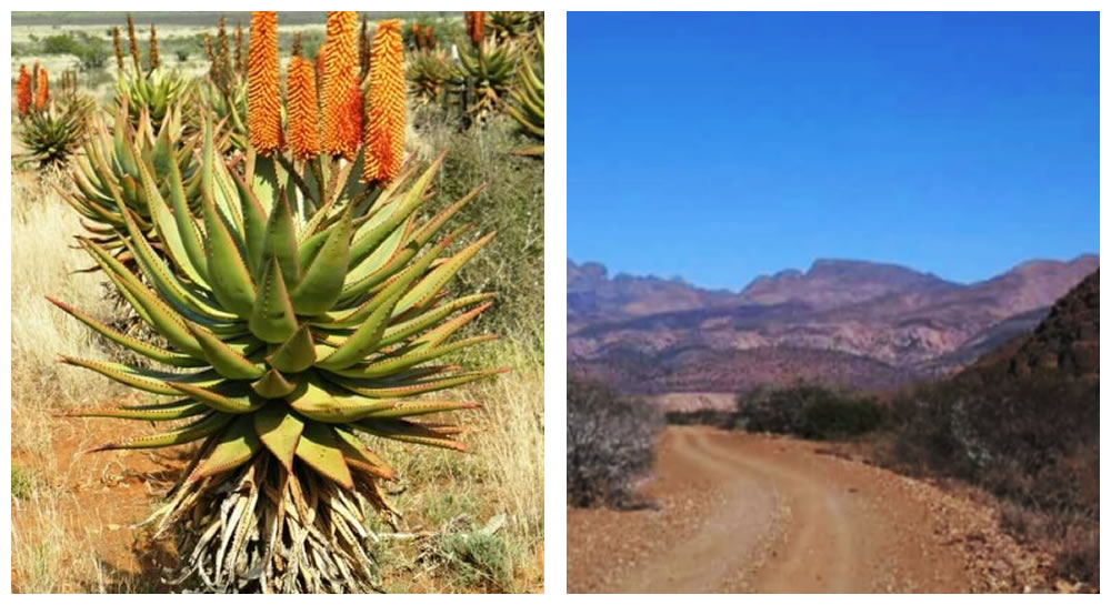 Hills and cactus in Steytlerville and surrounding areas