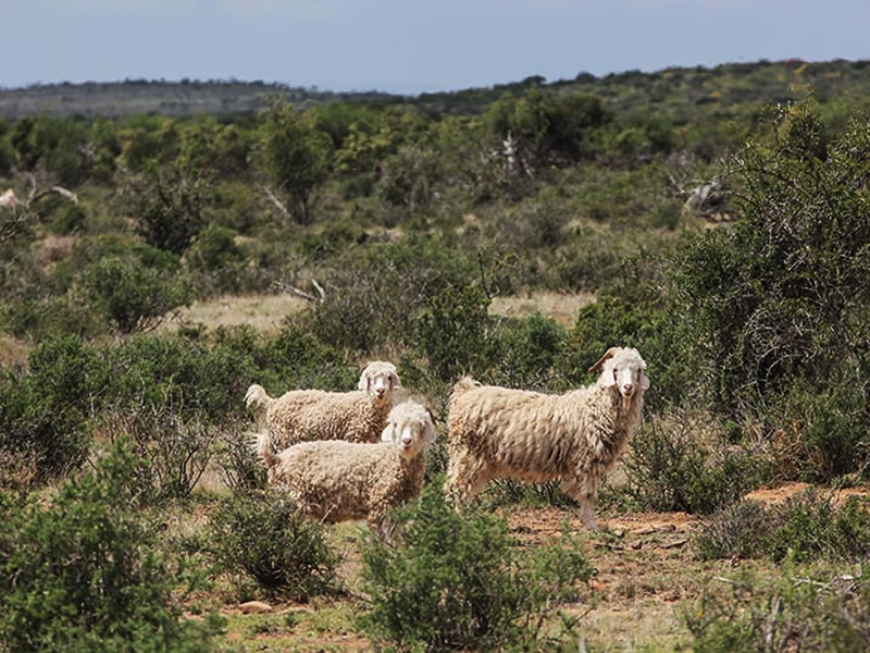 Steytlerville Guest House surrounding areas